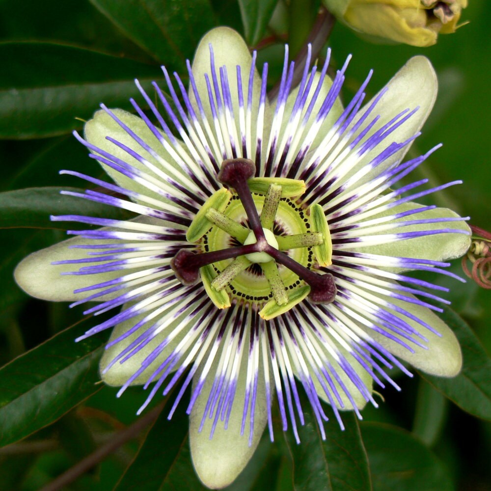Passion Flower Tincture Passiflora Incarnata Organically Grown Vegetable Glycerin Based Vegan Alcohol Free